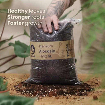 Alocasia mix