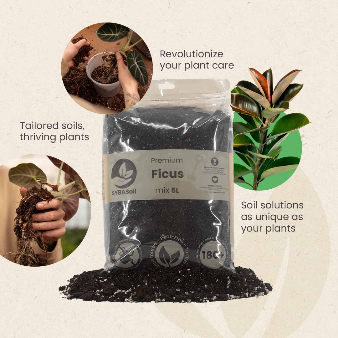 Ficus mix