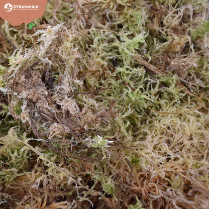 Sphagnum moss